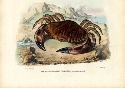 甲殻類、1863-79 作： Raimundo Petraroja